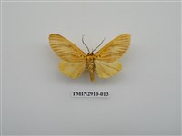 藏品(夜蛾3)的圖片